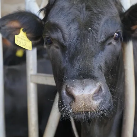 Çiftlik konaklama Stangleggerhof *