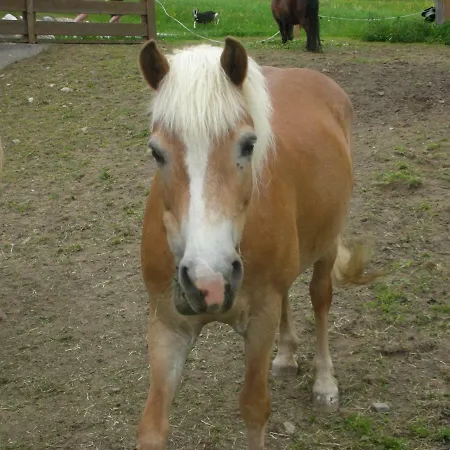 Farm stay Stangleggerhof *