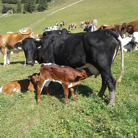 Stangleggerhof 비싱