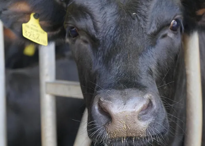 Lantgård Stangleggerhof *