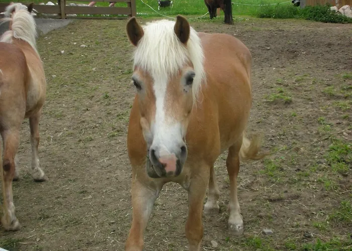 Lantgård Stangleggerhof *