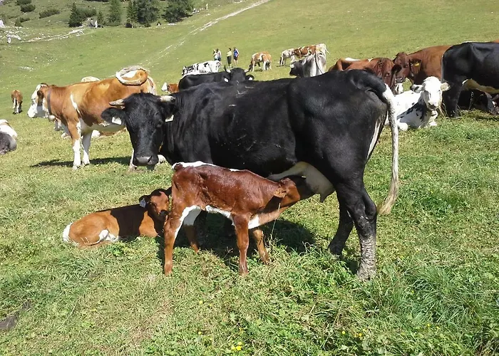 Stangleggerhof Wiesing